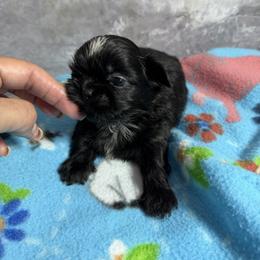 Toto - Black male Shih Tzu puppy in Ocala, Florida from Mimi's Shih-tzus of Ocala