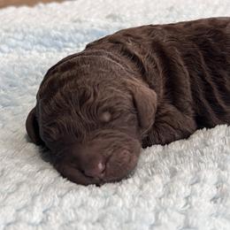 Male 6 - Chocolate male Labradoodle puppy in Mountain View, Missouri from Gastineau Doodles