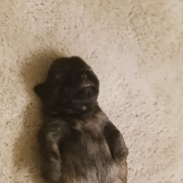 Shih Tzu Puppies from Peterson Shih Tzus