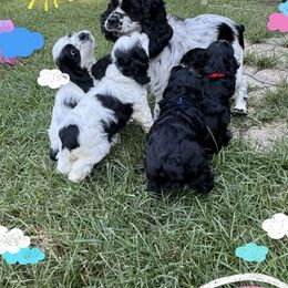 Cocker Spaniel Puppies from K&M crocker Spaniels