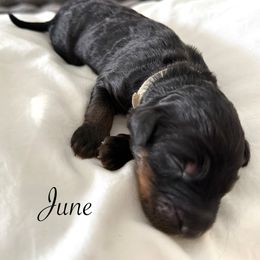 June - Phantom female Bernedoodle puppy in Tulsa, Oklahoma from Magnolia Blossom Bernadoodles