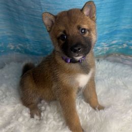Florence - Sesame female Shiba Inu puppy in Inverness, Florida from Shore Thing Shiba’s