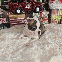 Boston Terrier Puppies from Tellier's AKC Boston Terriers Missouri