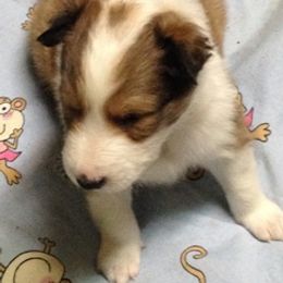 Collie Puppies from Frandelhi's Collies