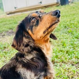Luna - Dachshund