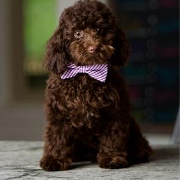 Linny - Poodle