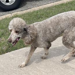 Maisey - Poodle