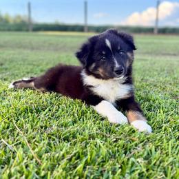 MilkDud - Black tri male Miniature Australian Shepherd puppy in Baker, Florida from East to Western Aussies