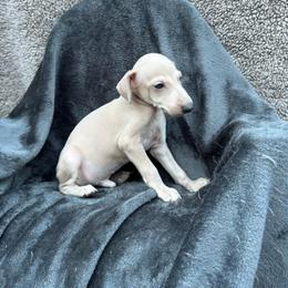 Cookie - Fawn male Italian Greyhound puppy in Wilkes Barre, Pennsylvania from Laraz Pupz