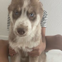Boy 2 - Siberian Husky puppy in Victorville, California from Myers Huskies