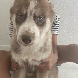 Boy 2 - Siberian Husky puppy in Victorville, California from Myers Huskies
