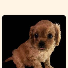 Cavapoo All Grown Up from Carolina Canines