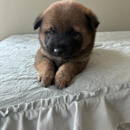 Rolf - Sesame male Shiba Inu puppy in Monett, Missouri from Happy Tails Shiba Inus