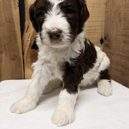 Boy 1 - Brown and white male Aussiedoodle puppy in Lavonia, Georgia from H & A Kennels