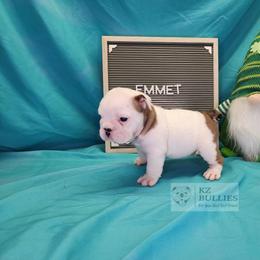 Emmet - White male Bulldog puppy in Hillsdale County, Michigan from KZ Bullies LLC