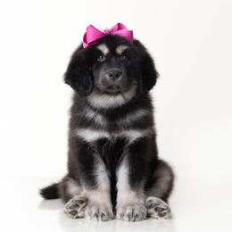 Girl 1 - female Tibetan Mastiff puppy in Wheaton, Illinois from Adynasty Tibetan Mastiffs
