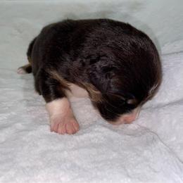Black Tri - Black tri-color male Australian Shepherd puppy in Hayward, California from Grissom’s Aussies