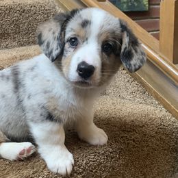 Boy 1 - Blue merle and white Cardigan Welsh Corgi puppy in Amsterdam, New York from Castle Cardigan Welsh Corgis
