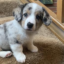 Boy 1 - Blue merle and white Cardigan Welsh Corgi puppy in Amsterdam, New York from Castle Cardigan Welsh Corgis