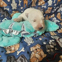 Blue Boy - White male German Shepherd puppy in Cecilia, Kentucky from Paws Inn Kennel