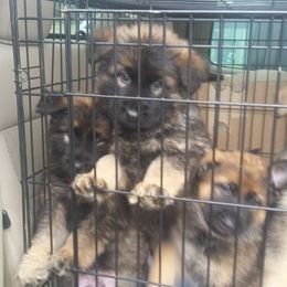 German Shepherd Puppies from Guamany K9 Vomhaus