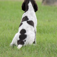 German Wirehaired Pointer Puppies from Reece GWP