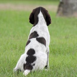German Wirehaired Pointer Puppies from Reece GWP