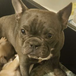Holidae - French Bulldog