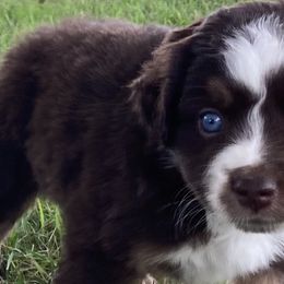 Australian Shepherds and Miniature Australian Shepherds from Hagan Farm