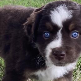 Australian Shepherds and Miniature Australian Shepherds from Hagan Farm