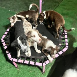 Border Collie Puppies from A&S Pet Services