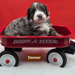 Donner- Brown collar - Blue merle male Bernedoodle puppy in Summerville, South Carolina from Channys Doodles