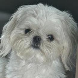 Cavapoo, Maltese, and Maltipoo Puppies from Carolina Canines