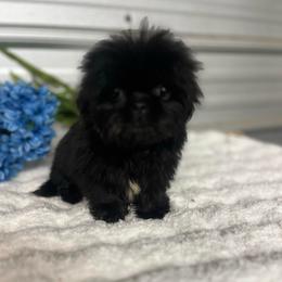 Bluey - Black male Pekingese puppy in Elgin, South Carolina from Silver Bells Paw Prints
