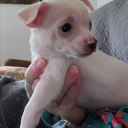 Amos - Cream male Chihuahua puppy in Greenfield, Ohio from Paradise Chihuahua Kennel