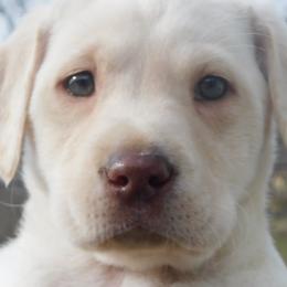 Labrador Retriever Puppies from Buffalo Valley Breeders