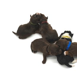 Bordoodle and Poodle Puppies from 5 Cent Canine Co.