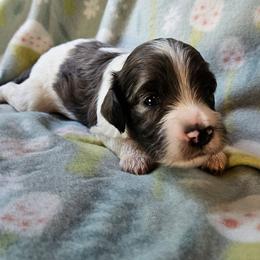 Moses - Merle male Cavapoo puppy in Underwood, Minnesota from Tru Cuddle Pups
