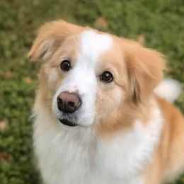 Echo - Border Collie