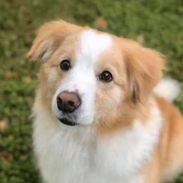 Echo - Border Collie