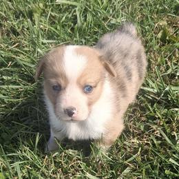 Charlie - White and red male Pembroke Welsh Corgi puppy in Hillsville, Virginia from Bonderosa Kennels