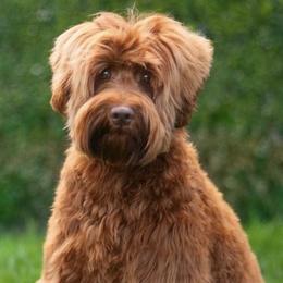 Everest - Australian Labradoodle