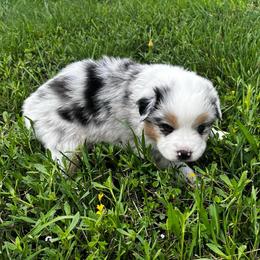 Skittles - Blue merle female Australian Shepherd puppy in Hubbard, Texas from Poston Paddock Aussies LLC