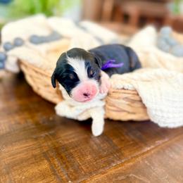 Lillian - Tri-color female Bernedoodle puppy in Buda, Illinois from Hamilton Farm Doodles