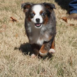 Tiny blue merle female - Blue merle female Miniature Australian Shepherd puppy in Lawton, Oklahoma from Lindsey’s Aussies