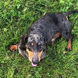 Maverick - Dachshund