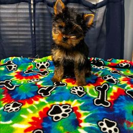 Sugar - Black and tan female Yorkshire Terrier puppy in Salem, Missouri from Tiny Tot Yorkies