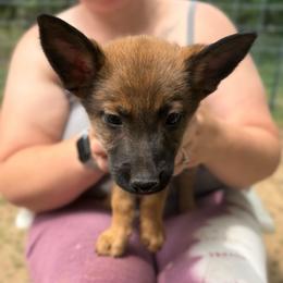 Rani - female Belgian Malinois puppy in Sheridan, Arkansas from Dark Sky Kennels