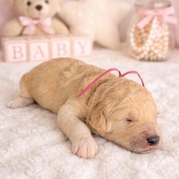 Muzick - Cream female Goldendoodle puppy in Houston, Texas from Were The Mack'Doodles