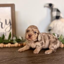 Chocolate and cream dapple girl (darker, bigger) - Dapple female Dachshund puppy in Beaver, Pennsylvania from Meaden’s Mini Dachshunds